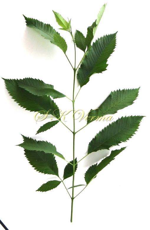  Leafy shoot